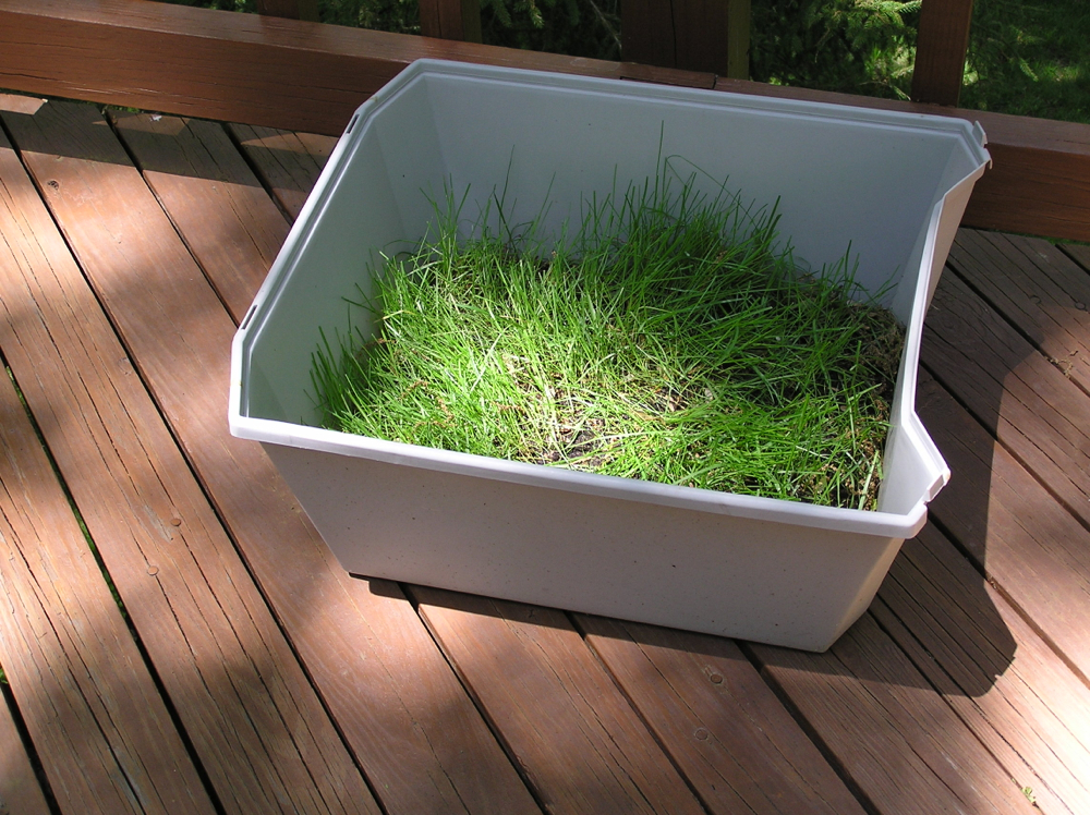 Simba's Antics My Grass Box