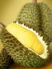 Bibit Durian