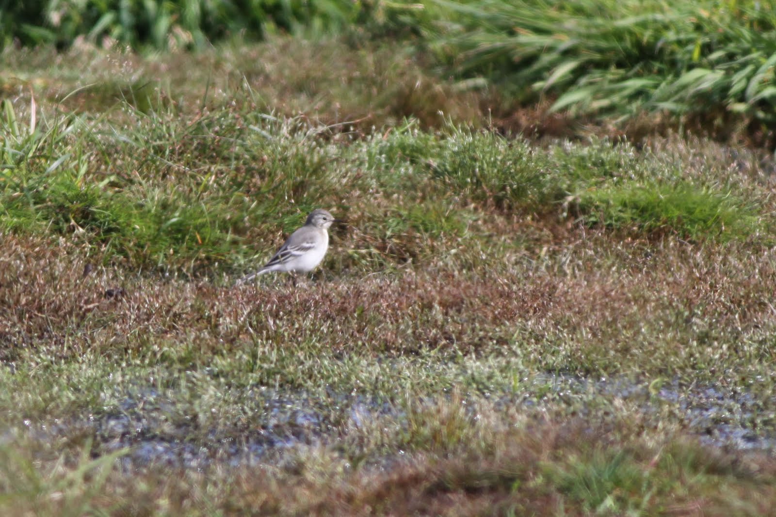 Citrine Wagtail