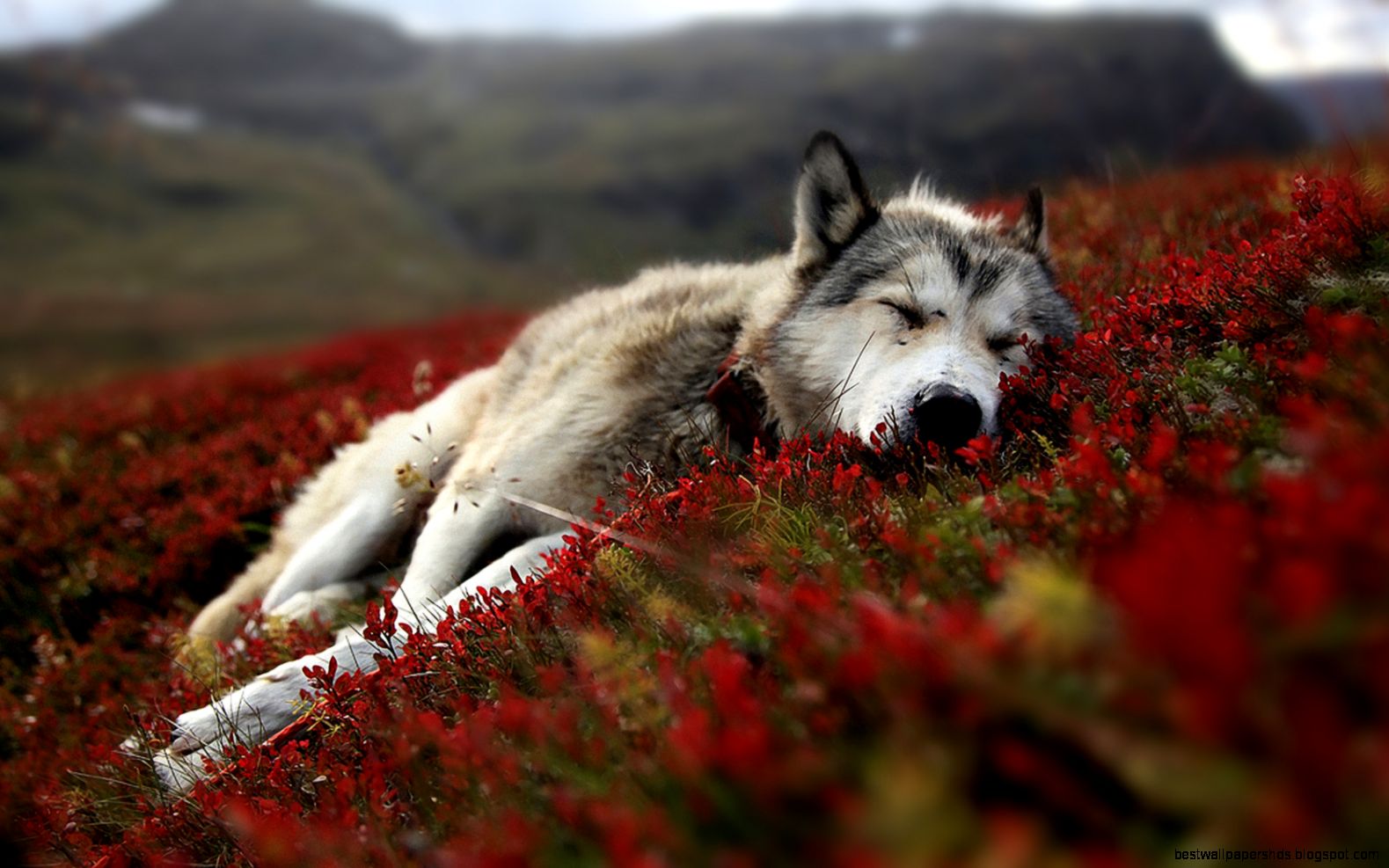 Computer Cute Wolf Wallpapers Desktop Backgrounds 1680x1050px Id Computer Cute Wolf Wallpapers Desktop Backgrounds 1680x1050px Id