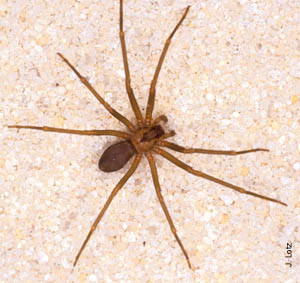 small brown house spider