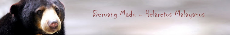 Beruang Madu