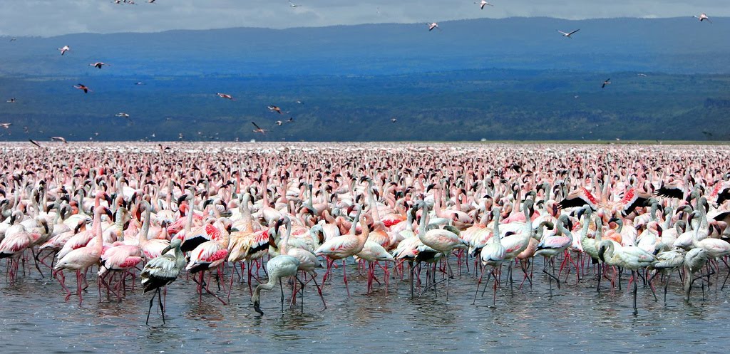 el lago natron el lago natron