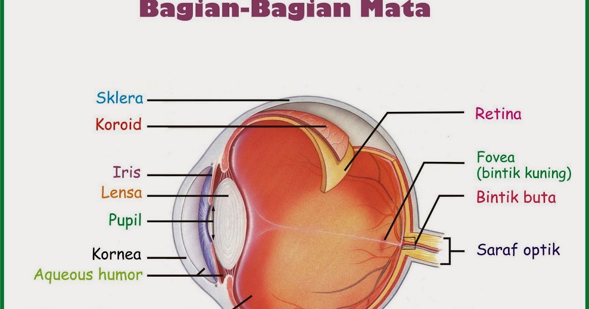 Kornea Mata ( cornea eye ) dan Cara Mengatasi Kornea Mata Tergores