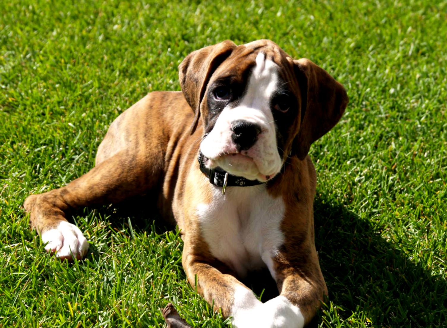 Brindle Boxer Puppies Dog Brindle Boxer Puppies Dog