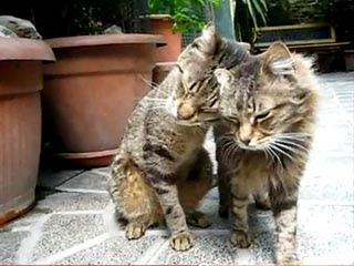 貓咪版羅密歐與茱麗葉