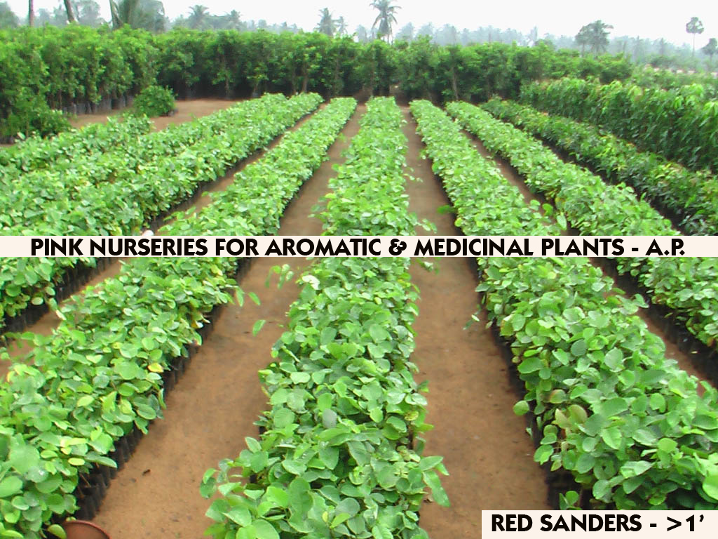 Photo Gallery Red sanders, Sandal & Teak Plants Red Sanders Saplings