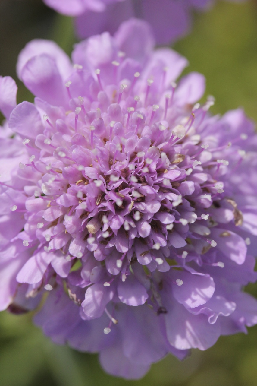 Bloomingwriter Gardening in Nova Scotia Planting for the Pollinators
