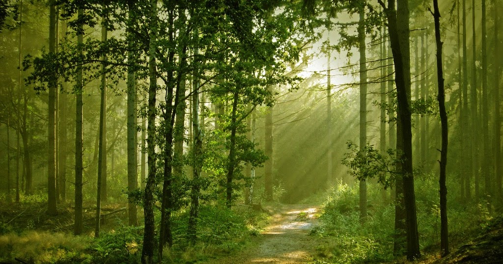 El dios del gordeo Bosques en videojuegos