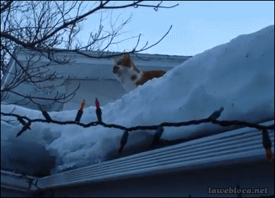 Funny cats - part 99 (40 pics + 10 gifs), cat gifs, cat fails to jump into tree gif