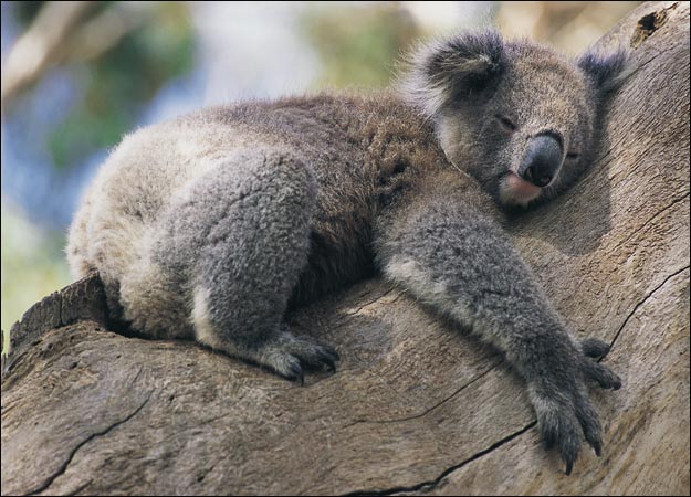 koala sad
