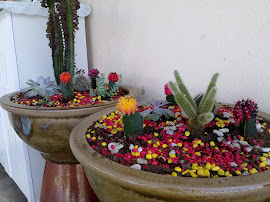 Cactus in one big pot..