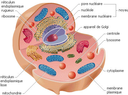 biologie cellulaire schema d'une cellule