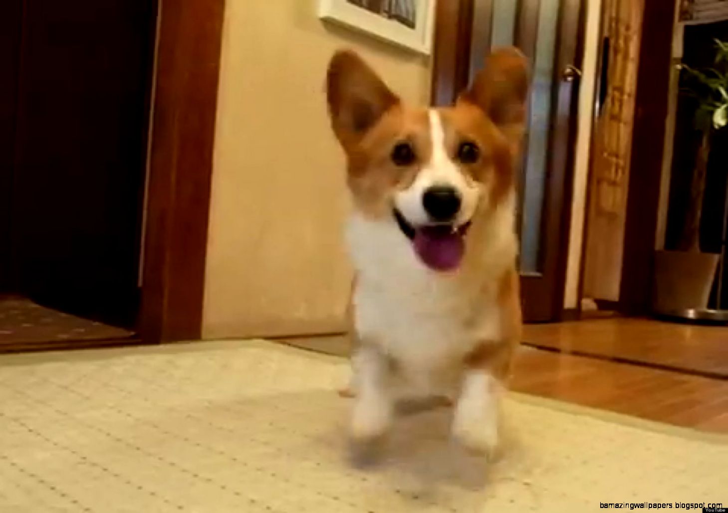 Excited Corgi Loves Ball More Than Life Itself VIDEO Excited Corgi Loves Ball More Than Life Itself VIDEO