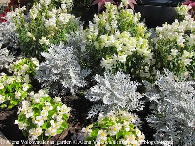 клещевина, Ricinus communis, белая бегония вечноцветущая, Begonia semperflorens, цинерания приморская, Cineraria maritime, торговый центр, Рига