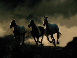 Wild Horses photography