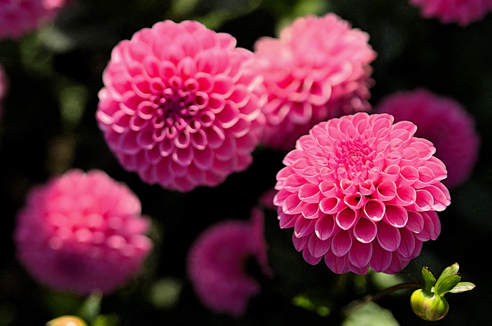 Brooke Young Photography October Flowers