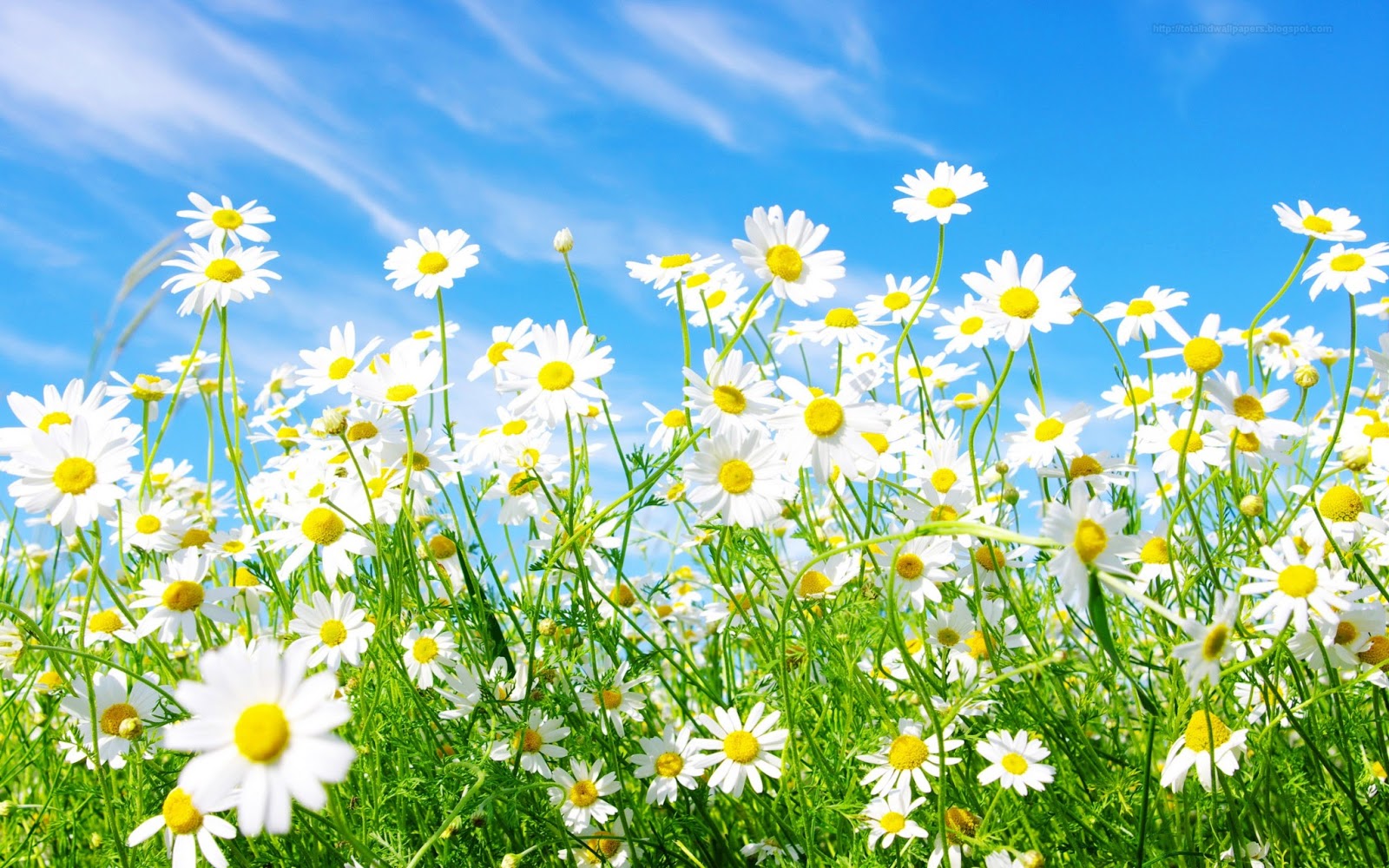 Beautiful Wallpapers for Desktop: Daisy wallpapers hd