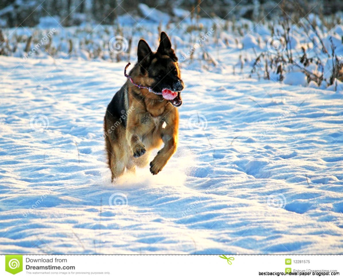German Shepherd Running Snow Stock Photos Images  Pictures German Shepherd Running Snow Stock Photos Images  Pictures
