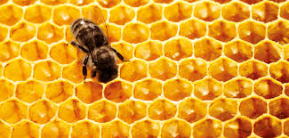 Protejamos y cuidemos a las abejas