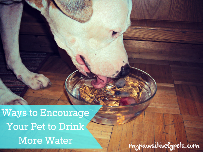 Why Do Puppies Want To Drink So Much Water