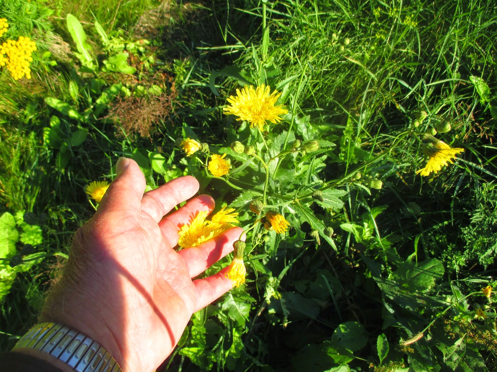 Art's Bayfield Almanac WILD LETTUCE