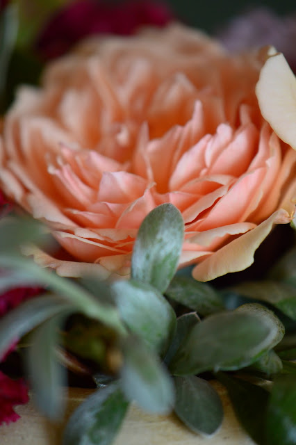 amy myers photography, Monday vase meme, rose Crown Princess Margareta, Convolnulus cneorum, small sunny garden, desert garden