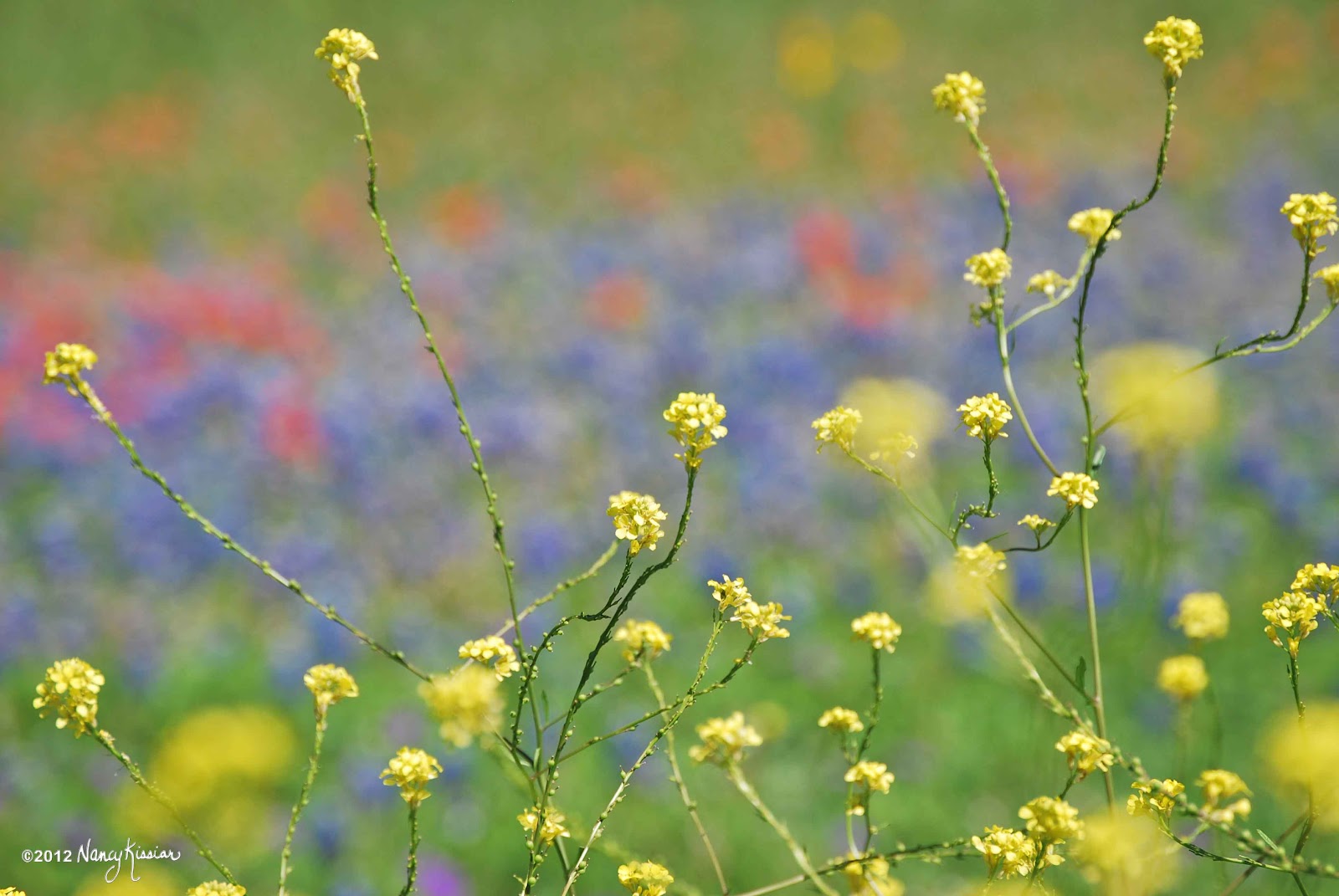 Wild About Texas The Dangerous Bastard Cabbage