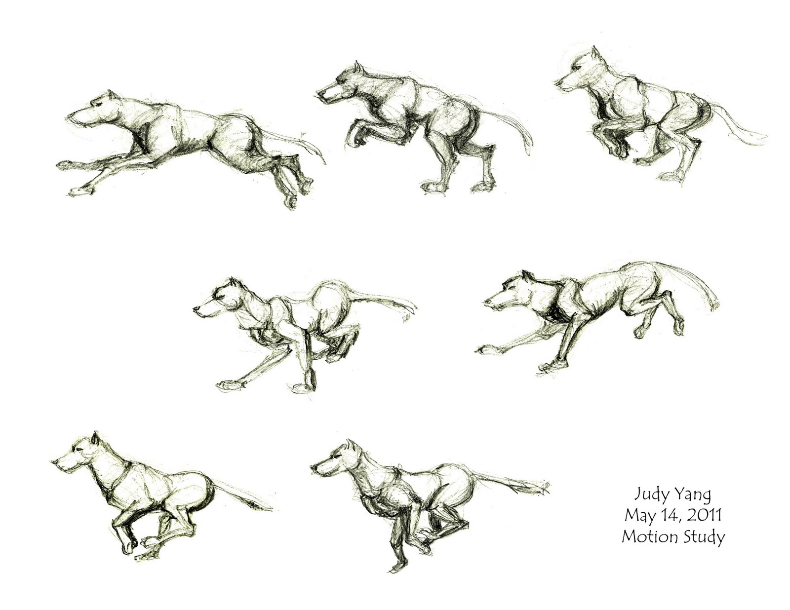 scribble scribble* Animal Drawings