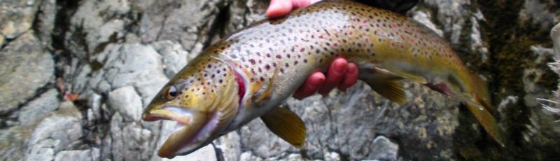 Caught on the West Branch of the AuSable River