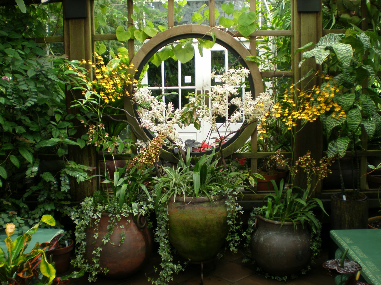 The Fern and Mossery Potted Plants, San Francisco Conservatory of Flowers