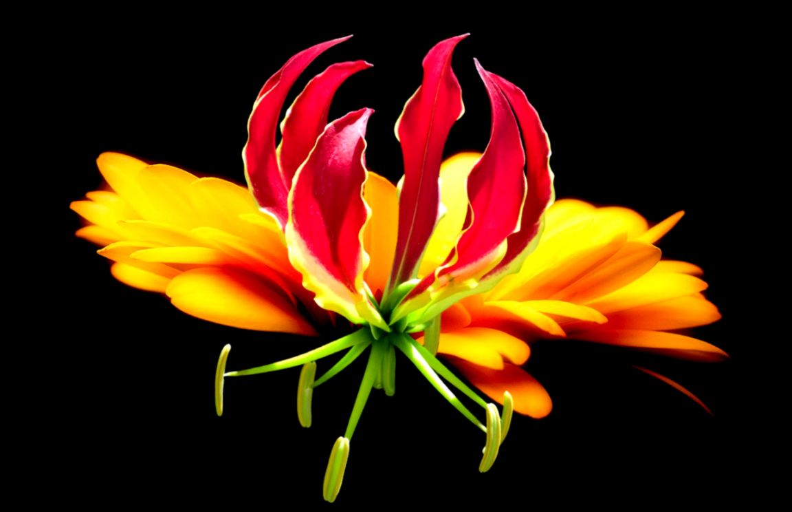 Tropical Flowers 6872243 Tropical Flowers 6872243