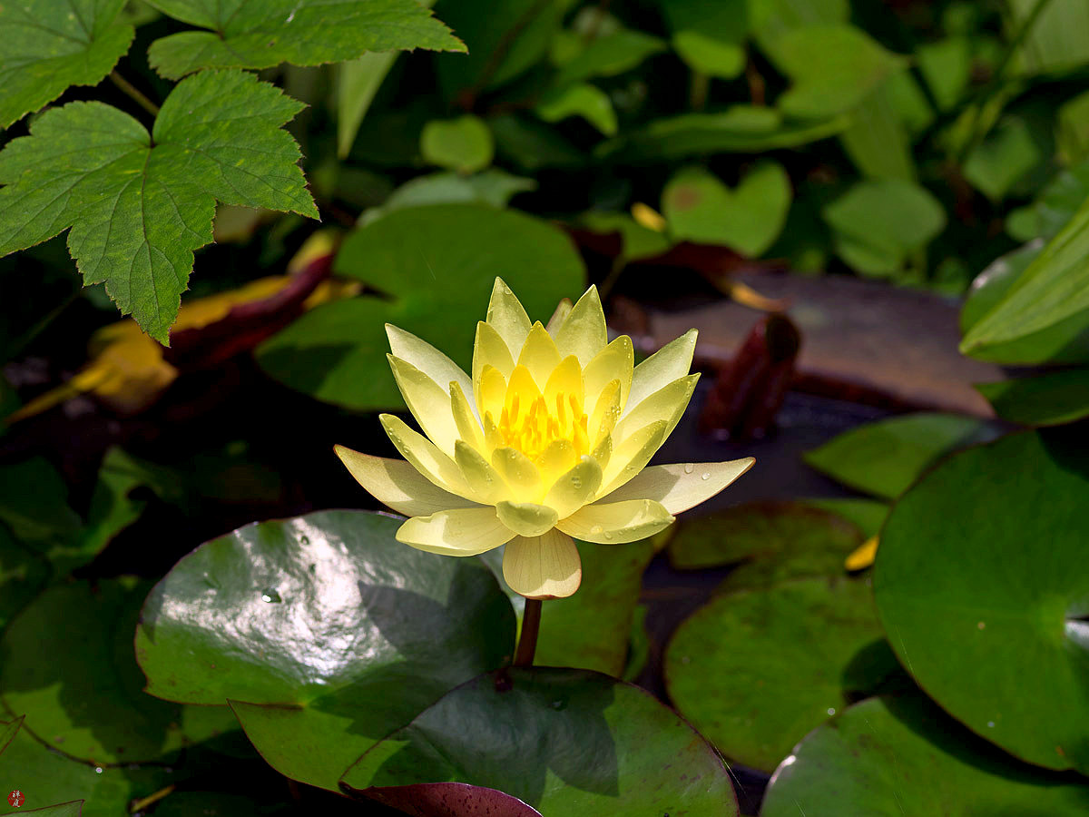 FROM THE GARDEN OF ZEN Water lily flower Engakuji