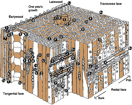 WOOD CELLULAR STRUCTURE