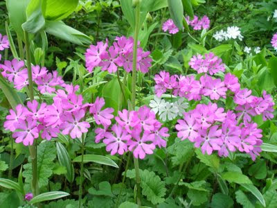 Primula sieboldii - © Wikipedia Primula sieboldii - © Wikipedia