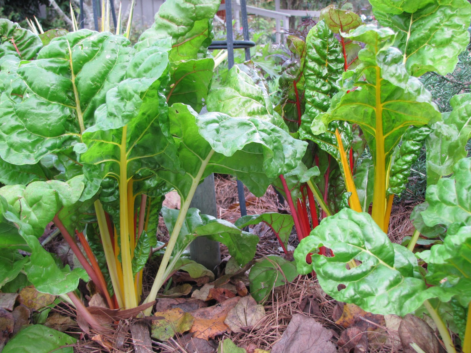 The Gardens of Edom I love Swiss Chard