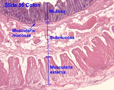 HISTOLOGY PICTURES: Lower Gastrointestinal Tract uterus wall diagram 