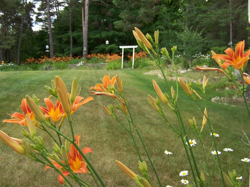 Perennial Passion Ditch Lilies