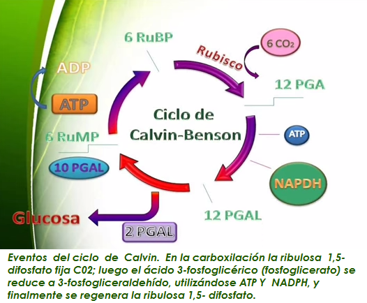 enzimas del ciclo de calvin