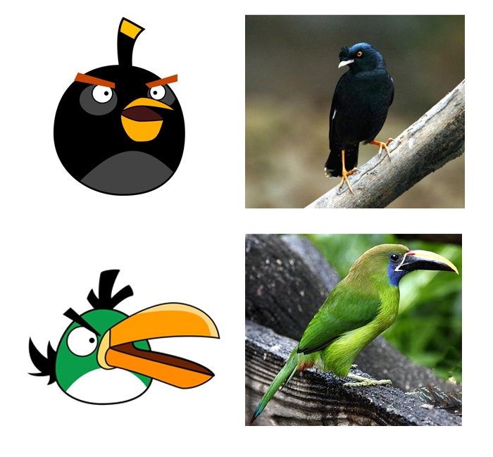 9000 Gambar Burung Angry Bird HD 9000 Gambar Burung Angry Bird HD