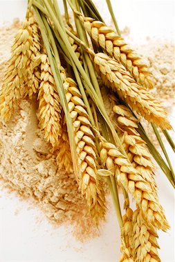 A história do trigo – Chef Grão
