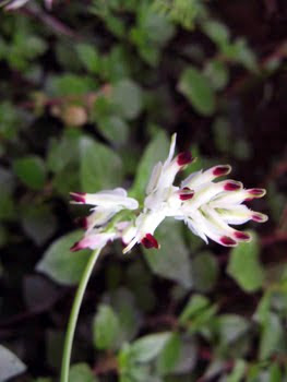 Fumaria capreolata (Fumaria bianca)