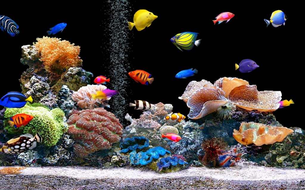 Business Ideas Small Business Ideas Starting an Aquarium Business