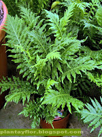 Blechnum gibbum