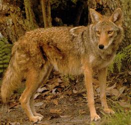 Meet the coywolf, New Jersey's apex predator 