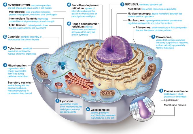cell city analogy examples