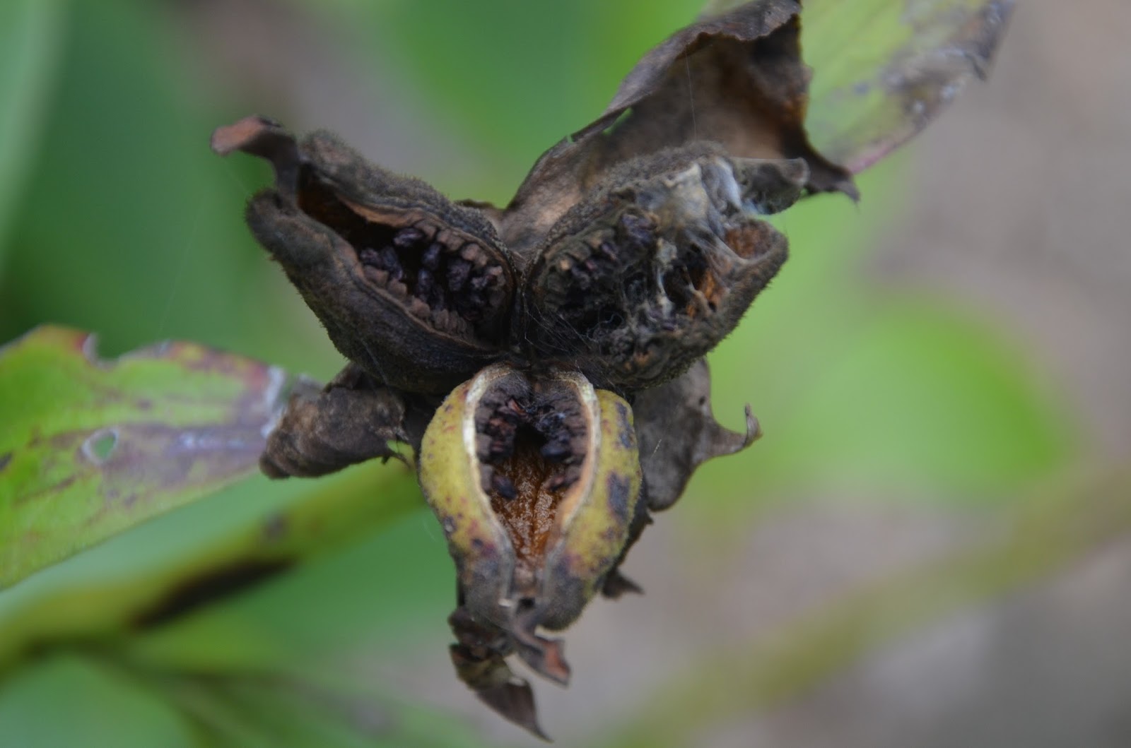 Southern Peony 2013 Peony Seed Pods & Peony Seed Collecting