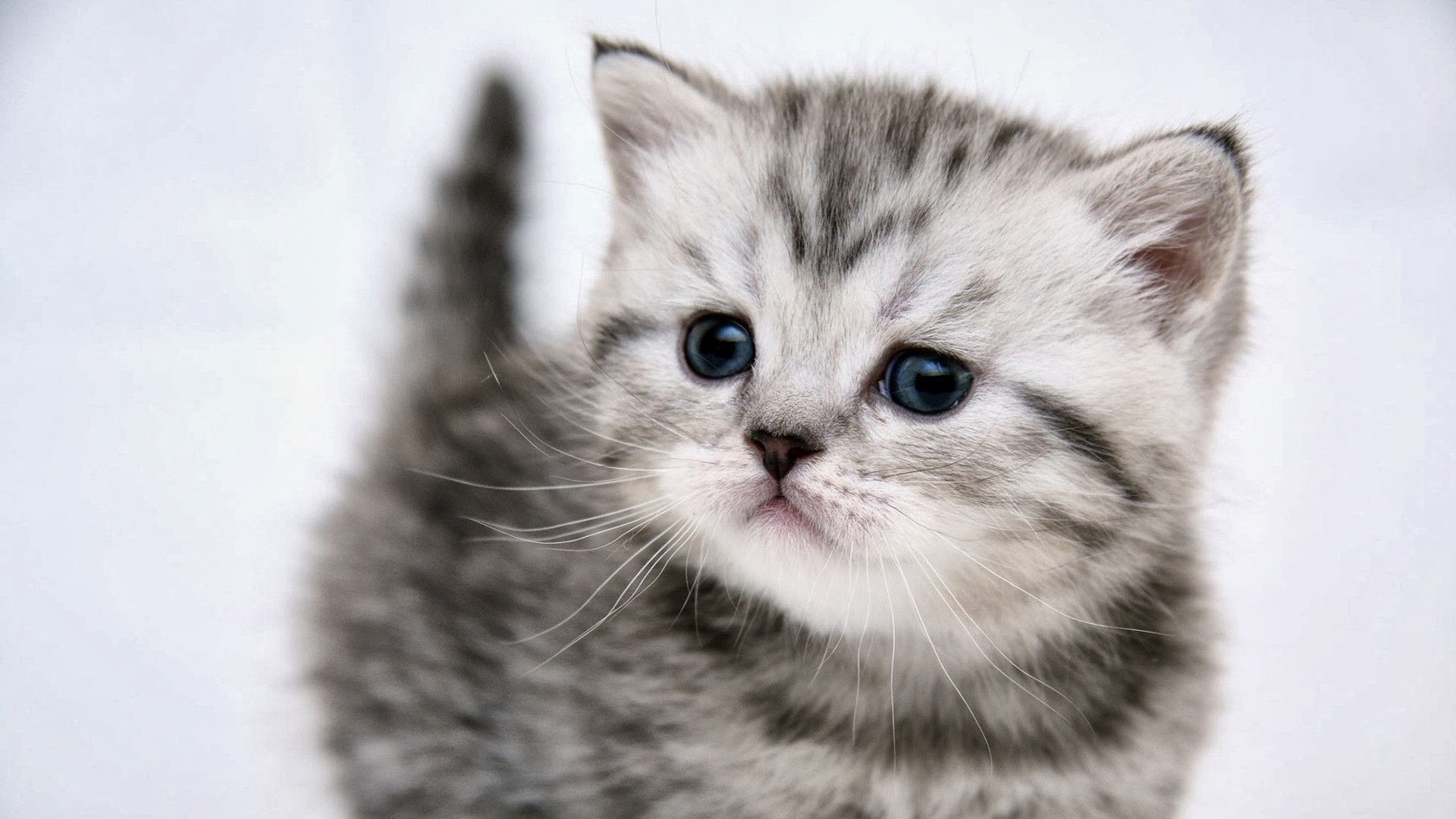 Cute grey Kitten