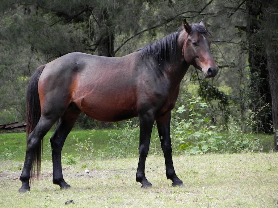 Brumbies Horses