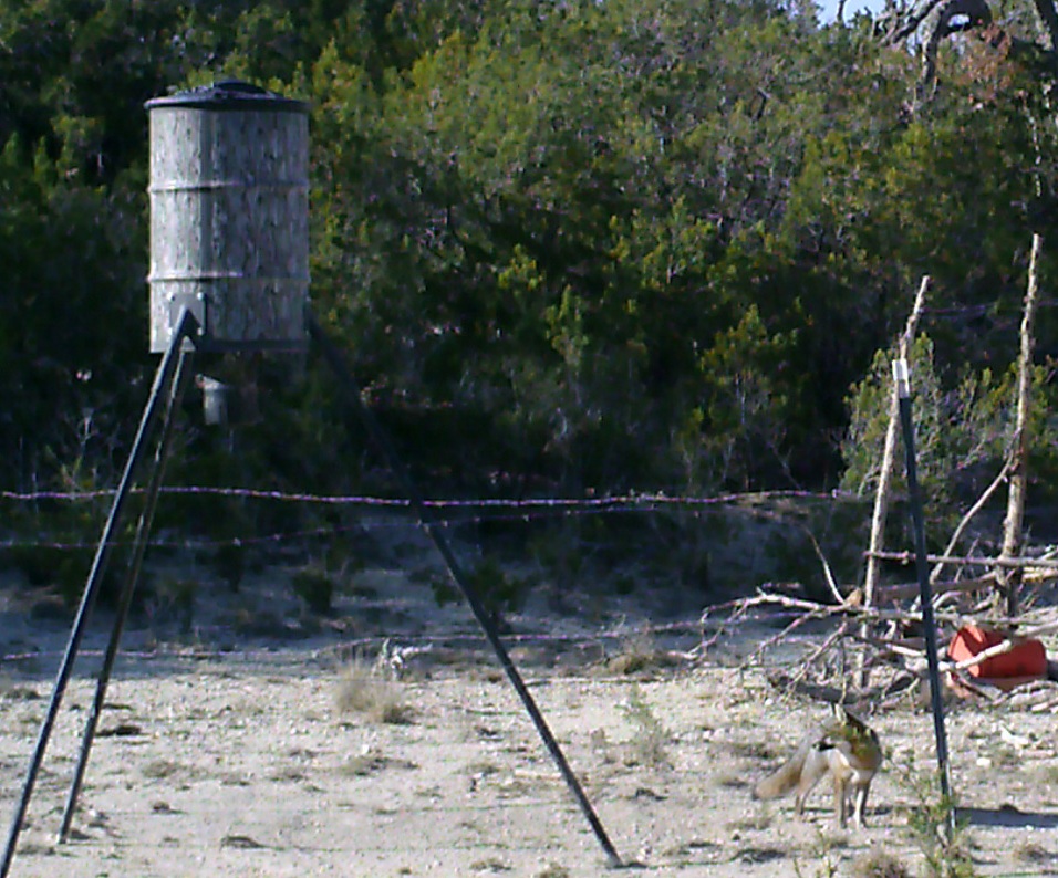 Wild Ed's Texas Outdoors Texas Deer Feeders Help All Kinds of Wildlife